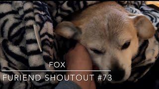 FOXTALK Furiend Shoutout #73 #cutedog #shoutout #talkingdog #dogvideo @SpotsandStripeMedia