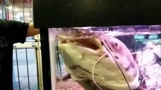 Redtail Catfish feeding