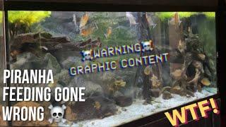 PIRANHA LIVE FEEDING turns into DISASTER ALMOST LOST THEM WARNING Graphic content