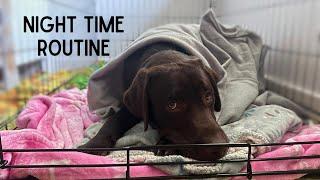 LABRADOR PUPPYS NIGHT TIME ROUTINE