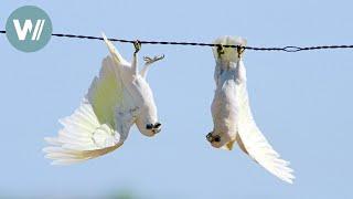 Das lustige Treiben der Corellas  Tiere vor der Kamera 1995  Folge 3054