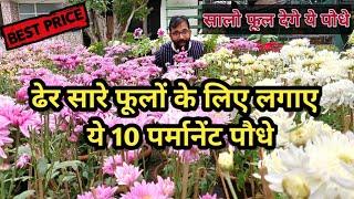 पुरे साल ढेर सारे फूलों के लिए लगाए ये 10 पर्मानेंट पौधे  Permanent Flowering Plants in India