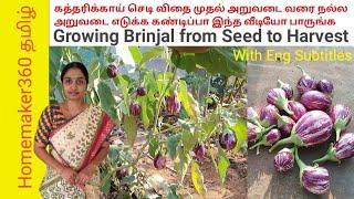 கத்தரிக்காய் விதை முதல் அறுவடை வரை How to Grow Brinjal from Seed to Harvest நல்ல அறுவடை எடுக்கலாம்