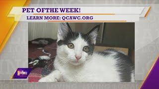 Pet of the Week  Tuxedo