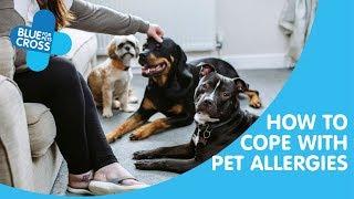 How To Cope With Pet Allergies  Blue Cross Pet Advice