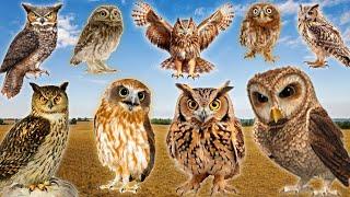 The Best Owl Sounds   Different Types of Owls and Their Sounds 15 types of owls