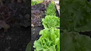 Beautiful vegetable garden in the early morning #shorts #gardening #vegetable