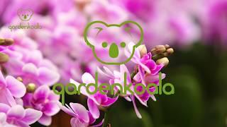 GARDENKOALA TANITIM FİLMİ