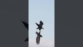 Eagles fighting in the air