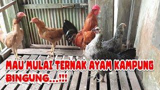 TAHAPAN DALAM MEMULAI USAHA TERNAK AYAM KAMPUNG UNTUK PEMULA‼️ POIN TERAKHIR SANGAT PENTING‼️