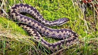 Adders - Amazing Footage of Venomous Snakes in the North Yorkshire Moors UK - 4K