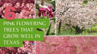 6 Pretty Pink Flowering Trees to Grow in Texas