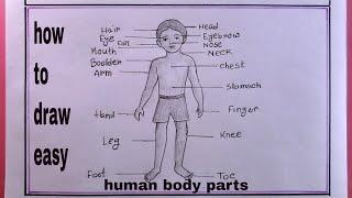 how to draw human body partsdrawing body parts easydiagram of human body parts