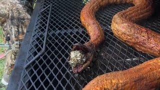 Would you eat a smoked and fried 12 foot Burmese python? ‍️