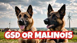 Is Belgian Malinois Better Than GSD  German Shepherd  Dog Training  Malinois  Dog Breeds