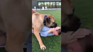 Big Boerboel Wants To Play #boerboel #shortsfeed #shorts #viral