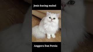 nasib kucing anggora kini..# kucinganggora#anekajeniskucing#shortvideo