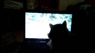 Cat watching videos