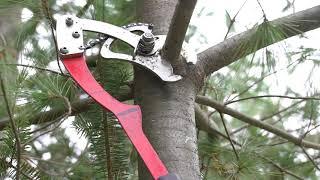 Is This The Best Tree Pruner Ever?