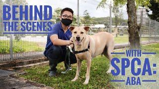 Behind The Scenes with SPCA ANIMAL CARE