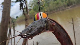 Umpan sebesar ini langsung di makan ikan besar  joran sampai hilang