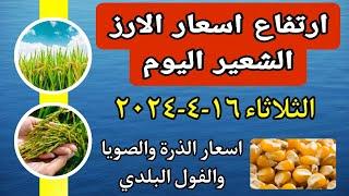 اسعار الارز الشعير اليوم سعر الفول البلدي والسوداني والذرة والصويا اليوم