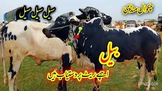 Bulls Mandi Latest Update 2024 Chakwal Mandi best animals