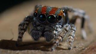 Best Spider Moments  Top 5  BBC Earth