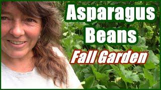 How To Grow Asparagus Beans  Fall Garden Planning And Ideas