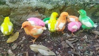 Alhamdulillah Anakku Tidak Nangis Lagi Setelah Bermain Sama Ayam Warna Warni