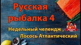 Русская рыбалка 4 Лосось Атлантический где ловить  Недельный челендж