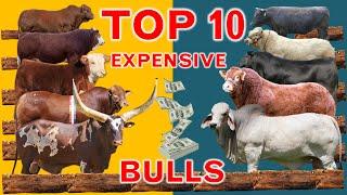 The Worlds Top 10 Most Expensive Bulls Ever Sold at the Auction