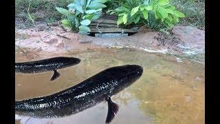 Smart Man Make Classic Fish Trap With​​ Trees And Deep Hole To fishig - Making Classic Fish Trap