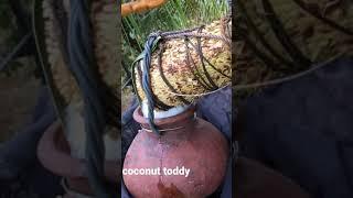 coconut toddy sri lankan culture - live village