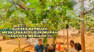 SUKSES MEMBUAHKAN ANGGUR DI LAHAN MAUPUN DI POT SECARA ORGANIK 