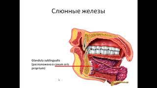 Пищеварительная система. Занятие №1.