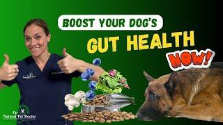 Boost Your Dogs Gut Health - Holistic Nutrition Secrets Revealed