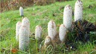 How to prepare cook and make ink from shaggy inkcap mushrooms