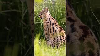 Suns out Juas out Taking full advantage of those summer rays ️ #serval #summertime #relaxing