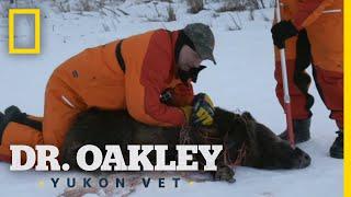 The Boar Ultimatum Full Episode  Dr. Oakley Yukon Vet