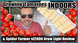 GROWING VEGETABLES INDOORS   Tomatoes and LED Grow Light Review