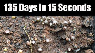 Gymnocalycium spegazzinii 135 day timelapse
