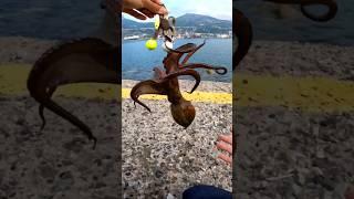 Pesca del Polpo con Polpara Artigianale INPESCA® + innesco SARDA #inpesca #polpo #octopusfishing