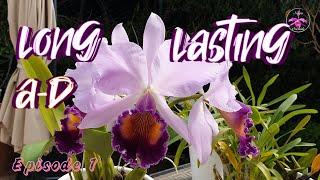 Highly Recommended Orchids with LONG Lasting Blooms #ninjaorchids #bestbuy #shopping #tips #care