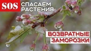 Возвратные весенние заморозки.Что делать? Спасаем растения от возвратных заморозков.