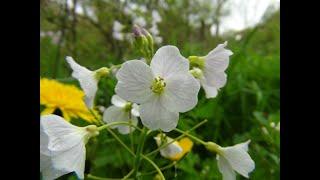 Identifying Ladys Smock AKA Cuckoo Flower Cardamine pratensis