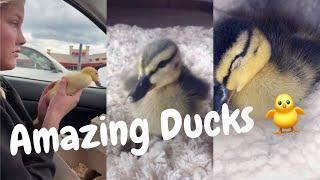 Amazing Ducks Compilation - TikTok 2020