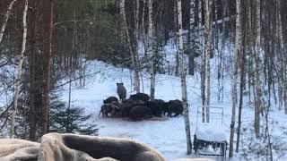 Кабаны на кормушке. Февраль 2018 года