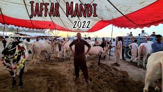 Jaffar Mandi Fateh Jang 2022  PART 04  Fateh Jang Bulls 2022 - Cow Mandi 2022 - Bakra Mandi 2022