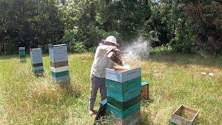 Beehives LOADED With Honey